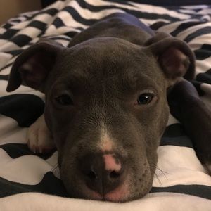 Meet your Posher, Heidi